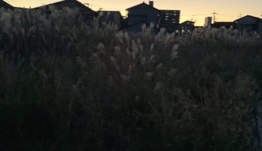 11月最終日です。